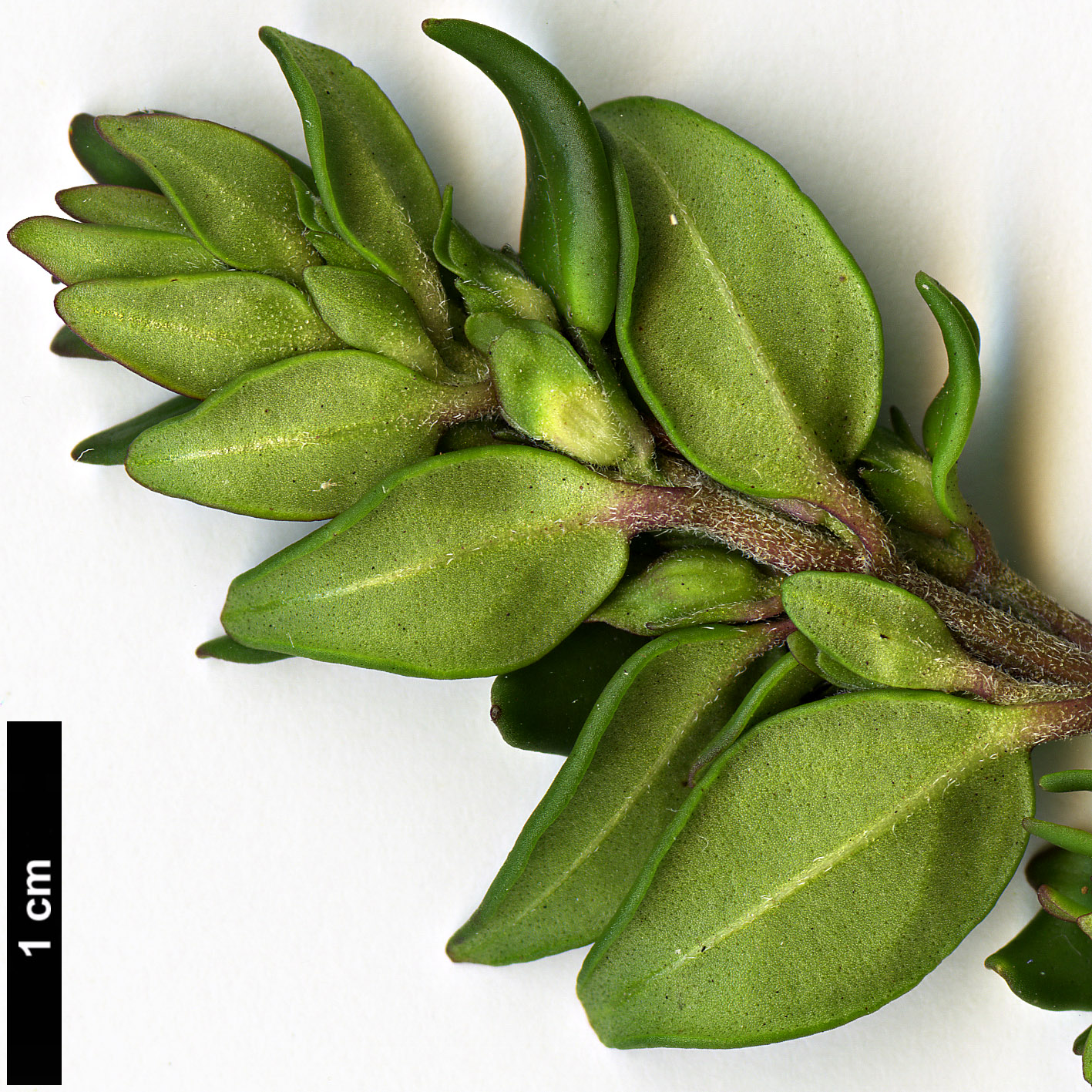 High resolution image: Family: Lamiaceae - Genus: Prostanthera - Taxon: lasianthos - SpeciesSub: 'Badja Peak'